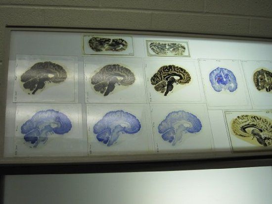 National Museum of Health and Medicine